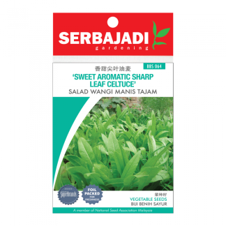 Serbajadi Seeds Sweet Aromatic Sharp Leaf Celtuce - Salad Wangi Manis Tajam ( BBS 064 )