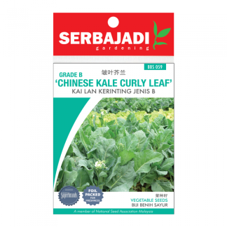 Serbajadi Seeds Chinese Kale Curly Leaf - Kai Lan Kerinting Jenis B ( BBS 059 )
