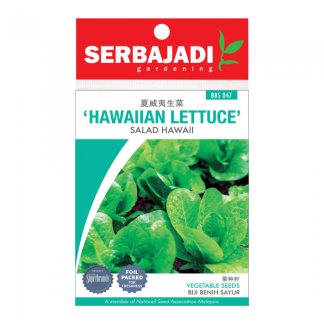 Serbajadi Seeds Hawaiian Lettuce ( BBS047 ) (+/- 50 Seeds)