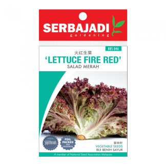 Serbajadi Seeds Lettuce Fire Red ( BBS046 ) (+/- 250 Seeds)