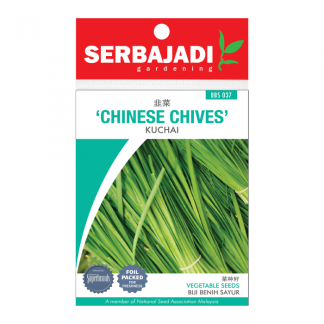 Chinese Chives (Kuchai) Seeds (about 65 seeds)