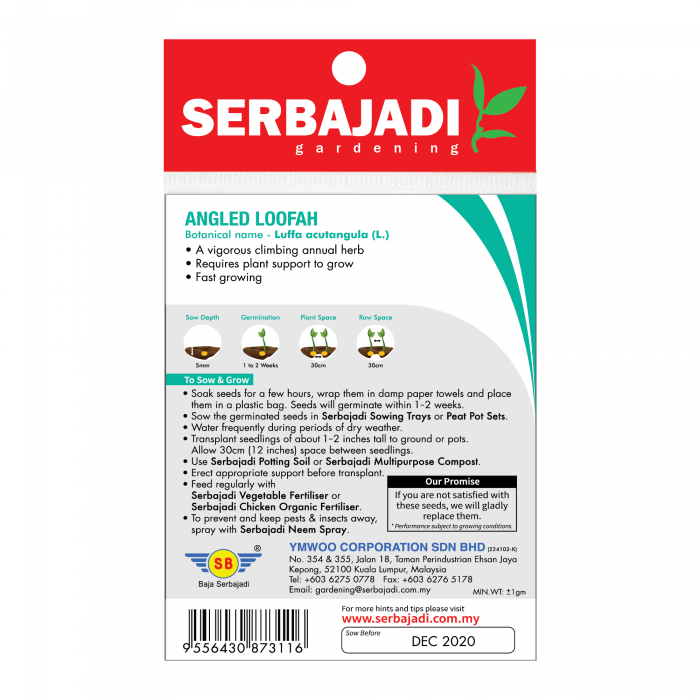 Serbajadi Seeds Angled Loofah - Petola ( BBS029 ) (+/- 10 Seeds) - Image 2