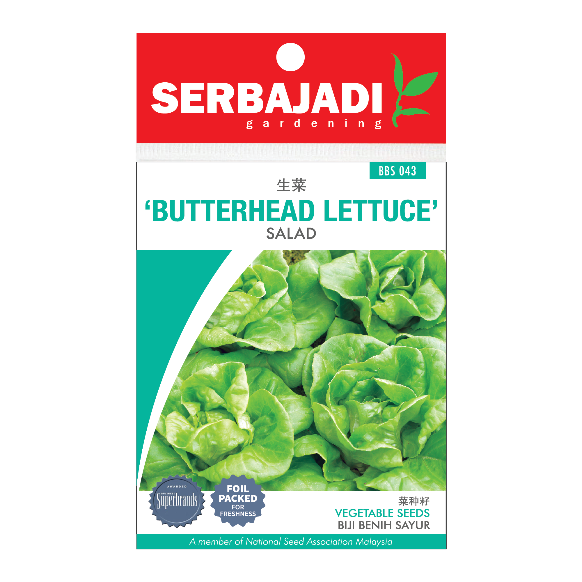 Butterhead Lettuce (Salad) Seeds (about 200 seeds)
